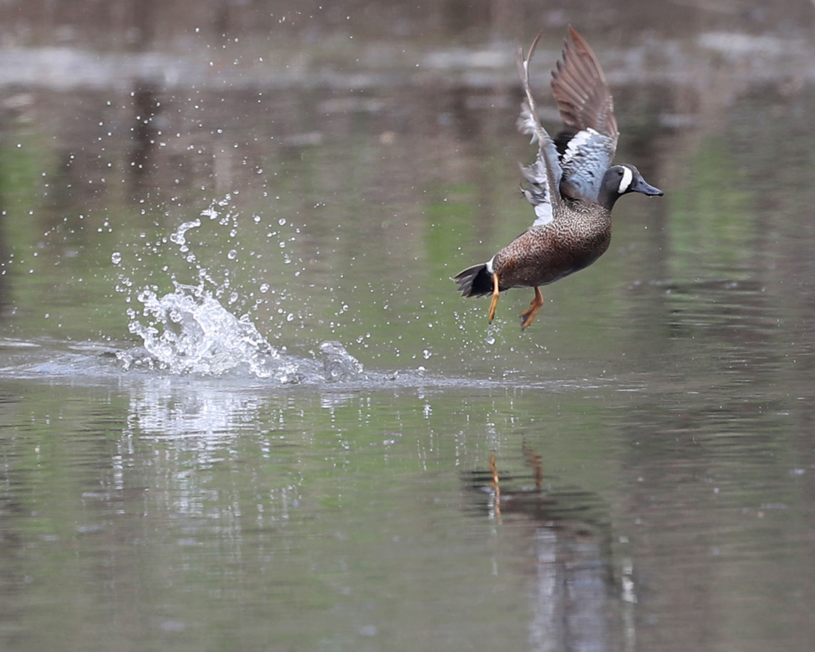 042720bp-wild-art-duck